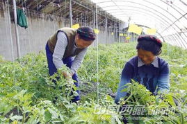 拉薩市投資3000萬(wàn)元建設(shè)特色園藝蔬菜基地，推動(dòng)農(nóng)業(yè)企業(yè)托管服務(wù)發(fā)展